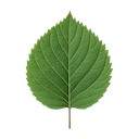 LingRain Logo
